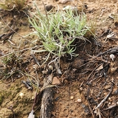 Leucochrysum albicans (Hoary Sunray) at Nicholls, ACT - Yesterday by patrickharvey