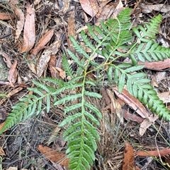 Pteridium esculentum (Bracken) at Bucketty, NSW - Yesterday by MartinPredavec