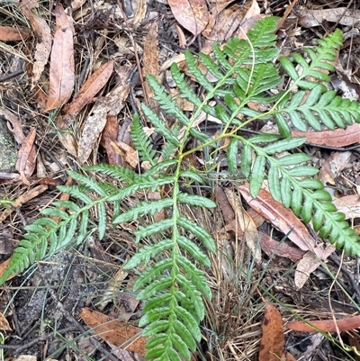Pteridium esculentum (Bracken) at Bucketty, NSW - Yesterday by MartinPredavec
