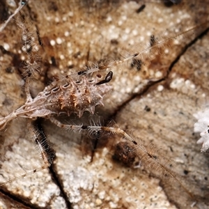 Stenolemus sp. (genus) (Thread-legged assassin bug) at Russell Vale, NSW - 24 May 2025 by debhart