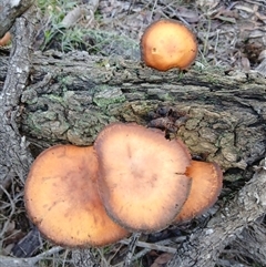 Unverified Fungus at Moollattoo, NSW - 26 May 2025 by plants