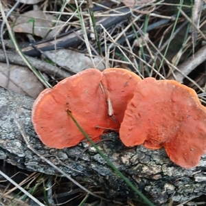 Trametes sp. at Moollattoo, NSW - 26 May 2025 by plants