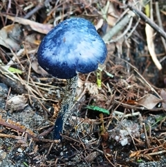 Unverified Fungus at Jamberoo, NSW - 26 May 2025 by plants
