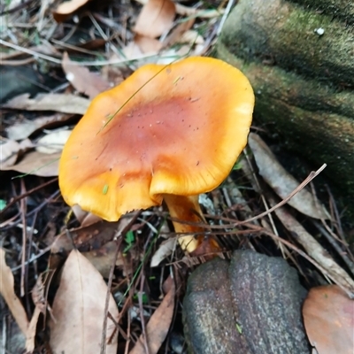 Unverified Fungus at Moollattoo, NSW - 26 May 2025 by plants