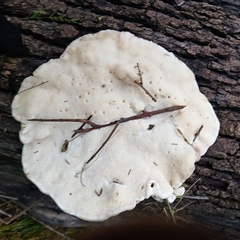 Unverified Fungus at Moollattoo, NSW - 26 May 2025 by plants