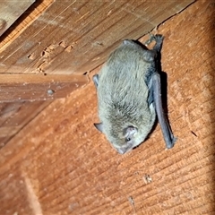 Vespadelus sp. (genus) (A vesper forest bat) by Dron