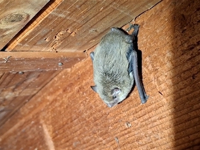 Unverified Microbat by Dron