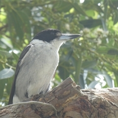 Cracticus torquatus (Grey Butcherbird) at Ballyroe, NSW - 16 Dec 2018 by TwoRivers