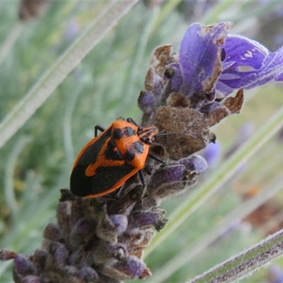 Agonoscelis rutila (Horehound bug) at Kambah, ACT - 19 May 2025 by Christine