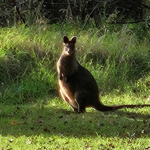 Wallabia bicolor (Swamp Wallaby) at Braidwood, NSW - Yesterday by MatthewFrawley