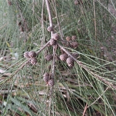 Casuarina cunninghamiana subsp. cunninghamiana (River She-Oak, River Oak) at Canberra, ACT - 24 Jul 2024 by MichaelBedingfield