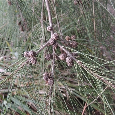 Casuarina cunninghamiana subsp. cunninghamiana (River She-Oak, River Oak) at Canberra, ACT - 24 Jul 2024 by MichaelBedingfield
