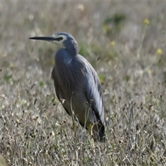 Egretta novaehollandiae (White-faced Heron) at McKellar, ACT - Yesterday by Thurstan