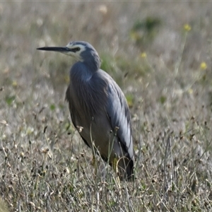 Egretta novaehollandiae (White-faced Heron) at McKellar, ACT - Yesterday by Thurstan