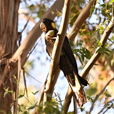Zanda funerea (Yellow-tailed Black-Cockatoo) at McKellar, ACT - Yesterday by Thurstan