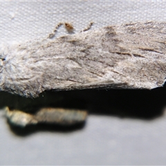Destolmia lineata (Streaked Notodontid Moth) at Longreach, QLD - 31 Oct 2009 by PJH123