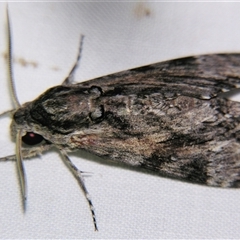Agrius godarti (Godart's Hawk Moth) at Longreach, QLD - 31 Oct 2009 by PJH123