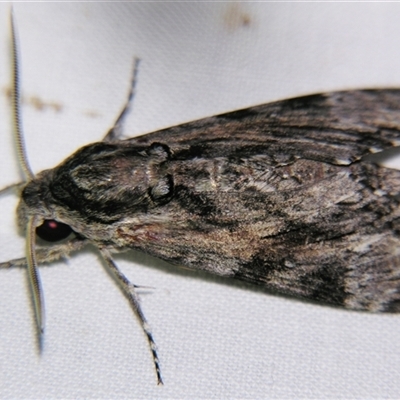 Agrius godarti (Godart's Hawk Moth) at Longreach, QLD - 31 Oct 2009 by PJH123