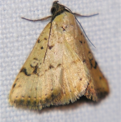 Daona constellans (Erebidae, Boletobiinae) at Longreach, QLD - 31 Oct 2009 by PJH123