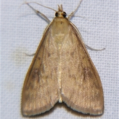 Ostrinia furnacalis (Asian Corn Borer) at Longreach, QLD - 31 Oct 2009 by PJH123