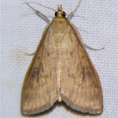Ostrinia furnacalis (Asian Corn Borer) at Longreach, QLD - 31 Oct 2009 by PJH123