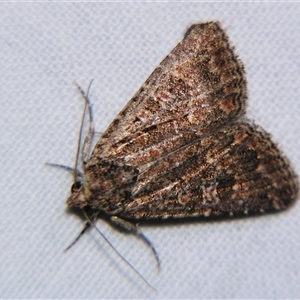 Hypoperigea tonsa (A noctuid moth) at Longreach, QLD - 31 Oct 2009 by PJH123