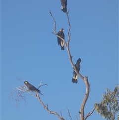 Zanda funerea (Yellow-tailed Black-Cockatoo) at Ballyroe, NSW - 27 Apr 2020 by TwoRivers