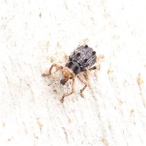 Aades cultratus (Weevil) at Kaleen, ACT - 7 Mar 2025 by ConBoekel