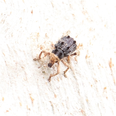 Unverified Weevil (Curculionoidea) at Kaleen, ACT - 7 Mar 2025 by ConBoekel