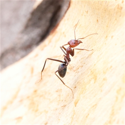 Iridomyrmex purpureus (Meat Ant) at Kaleen, ACT - 7 Mar 2025 by ConBoekel