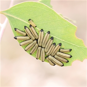 Chrysomelidae sp. (family) at Kaleen, ACT - 7 Mar 2025 by ConBoekel