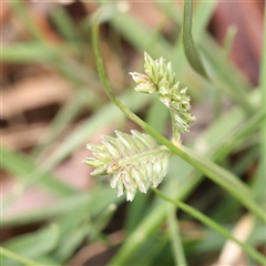 Holcus lanatus at Kaleen, ACT - 7 Mar 2025 by ConBoekel