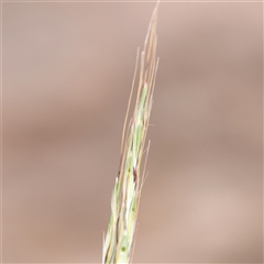 Bothriochloa macra at Kaleen, ACT - 7 Mar 2025 by ConBoekel
