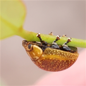 Paropsisterna cloelia (Eucalyptus variegated beetle) at Kaleen, ACT - 7 Mar 2025 by ConBoekel