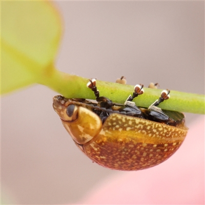 Paropsisterna cloelia (Eucalyptus variegated beetle) at Kaleen, ACT - 7 Mar 2025 by ConBoekel