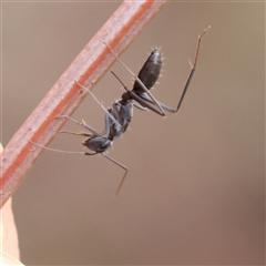 Formicidae (family) (Unidentified ant) at Kaleen, ACT - 7 Mar 2025 by ConBoekel