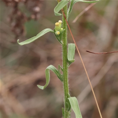 Unverified Other Wildflower or Herb at Kaleen, ACT - 7 Mar 2025 by ConBoekel