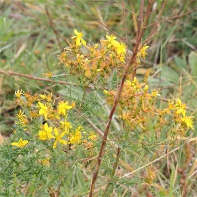 Hypericum perforatum (St John's Wort) at Kaleen, ACT - 7 Mar 2025 by ConBoekel