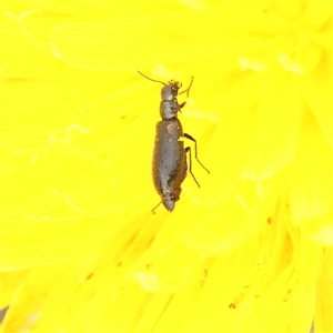 Dasytinae (subfamily) (Soft-winged flower beetle) at Kaleen, ACT - 7 Mar 2025 by ConBoekel