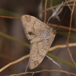 Geometridae (family) at Kaleen, ACT - 7 Mar 2025 by ConBoekel
