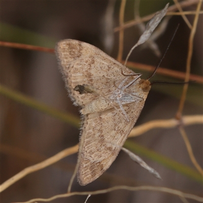Geometridae (family) at Kaleen, ACT - 7 Mar 2025 by ConBoekel