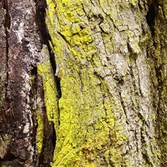 Unverified Lichen at Kaleen, ACT - 7 Mar 2025 by ConBoekel