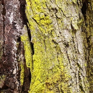 Unverified Lichen at Kaleen, ACT - 7 Mar 2025 by ConBoekel