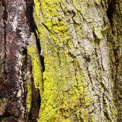 Unverified Lichen at Kaleen, ACT - 7 Mar 2025 by ConBoekel