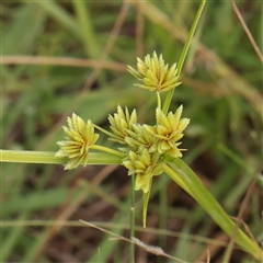 Cyperus eragrostis (Umbrella Sedge) at Kaleen, ACT - 7 Mar 2025 by ConBoekel