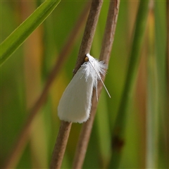 Tipanaea patulella (The White Crambid moth) at Kaleen, ACT - 7 Mar 2025 by ConBoekel