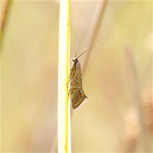 Glyphipterix cyanochalca (A sedge moth) at Kaleen, ACT - 7 Mar 2025 by ConBoekel