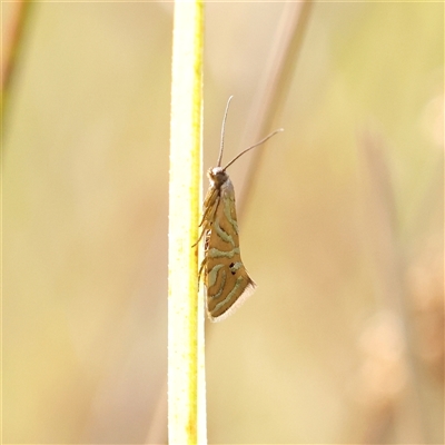 Glyphipterix cyanochalca (A sedge moth) at Kaleen, ACT - 7 Mar 2025 by ConBoekel