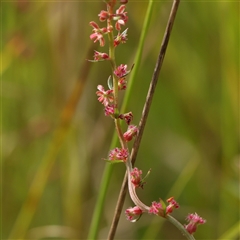 Unverified Other Wildflower or Herb at Kaleen, ACT - 7 Mar 2025 by ConBoekel