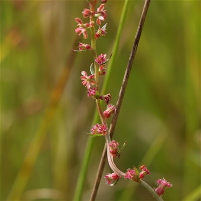 Unverified Other Wildflower or Herb at Kaleen, ACT - 7 Mar 2025 by ConBoekel